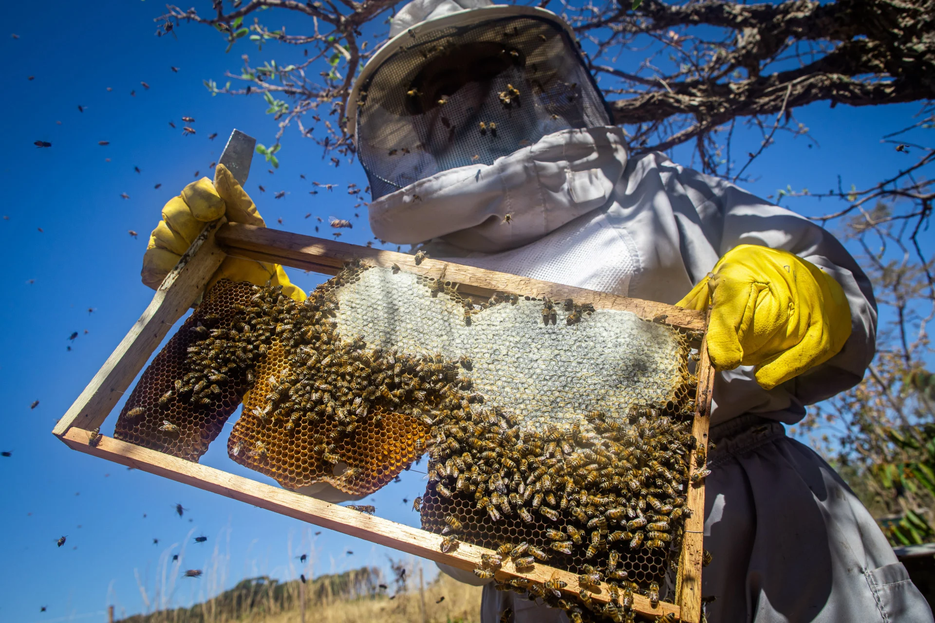 Distribuição de Mudas aos Apicultores do Ceará