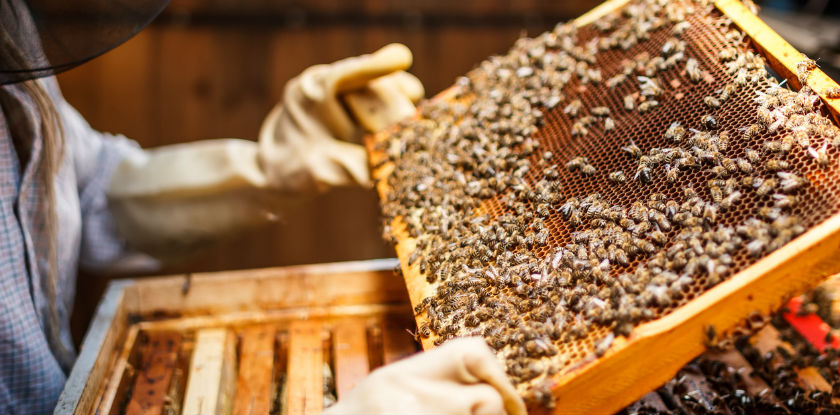 Importância do Cadastro de Apicultores e Colmeias no Contexto Legal e Ambiental