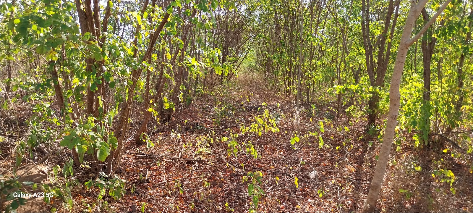 A Apicultura no Semiárido: Uma Resposta Sustentável à Desertificação