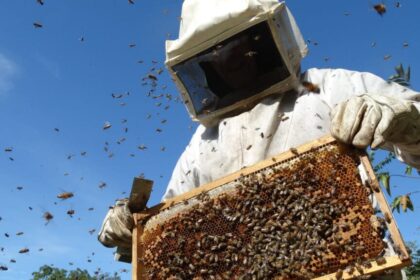 Abelha protegida pelo escudo digital do GEOIBRAM contra pulverização de agrotóxicos