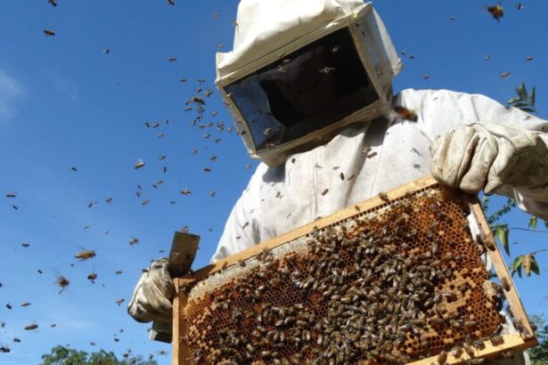 Abelha protegida pelo escudo digital do GEOIBRAM contra pulverização de agrotóxicos