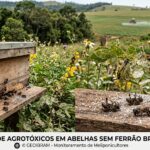 Modelo BEE-REX Brasil