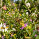 As abelhas nativas sem ferrão são as verdadeiras arquitetas das nossas florestas e biomas. Enquanto voam de flor em flor, elas realizam um trabalho vital e insubstituível: a polinização.