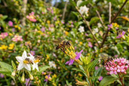 As abelhas nativas sem ferrão são as verdadeiras arquitetas das nossas florestas e biomas. Enquanto voam de flor em flor, elas realizam um trabalho vital e insubstituível: a polinização.