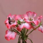 guia para o apicultor meliponicultor e PSA