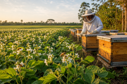 Apicultor manejando colmeias próximas a uma lavoura de soja em floração.