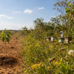Restauração ambiental não termina no plantio. Polinizadores ajudam a vegetação a produzir frutos, sementes e regeneração com resultado comprovável.