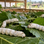 Bichos-da-seda sobre folhas de amoreira, alimento essencial para a produção de casulos. A deriva de agrotóxicos pode contaminar as folhas e comprometer toda a criação.