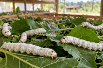 Bichos-da-seda sobre folhas de amoreira, alimento essencial para a produção de casulos. A deriva de agrotóxicos pode contaminar as folhas e comprometer toda a criação.